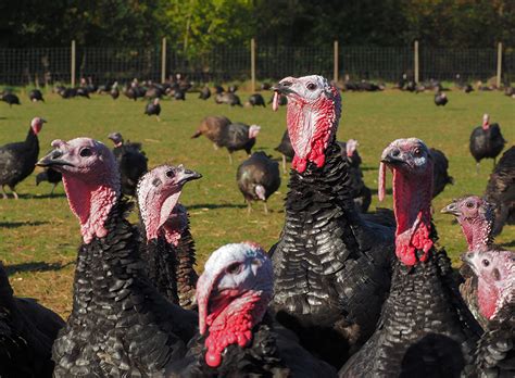 free range turkeys near me.